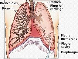 PTA 100 Lung.jpg